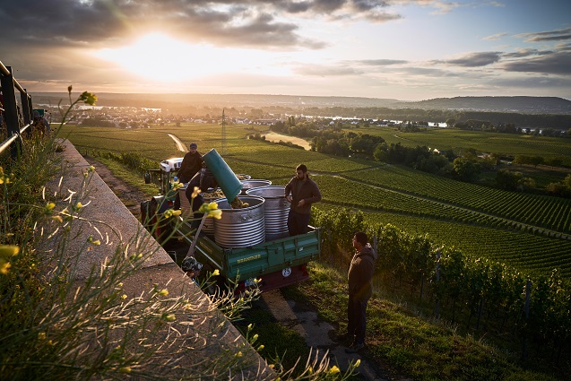 Schloss Johannisberg harvest